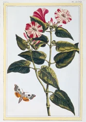 Morgenruhm, ca. 1766 (handkolorierter Stich)